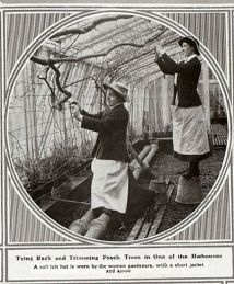 Devonshire School of Gardening: one illustration from ‘The Sphere’ page