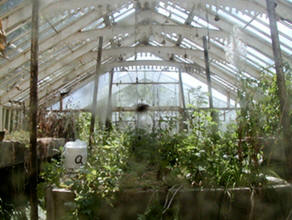 Greenhouse at John Allen's Paper Mill